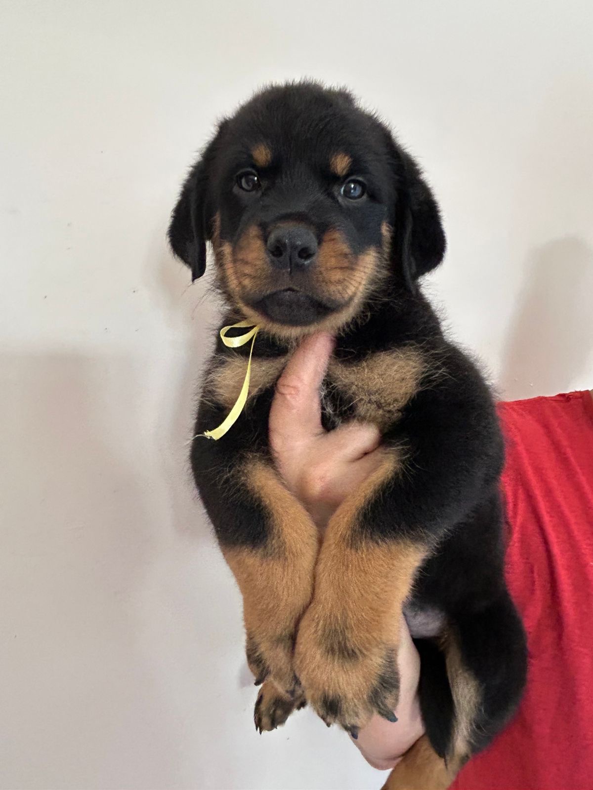 Portal Vendocão Vendo filhotes de Rottweiler  Foz do Iguaçu 