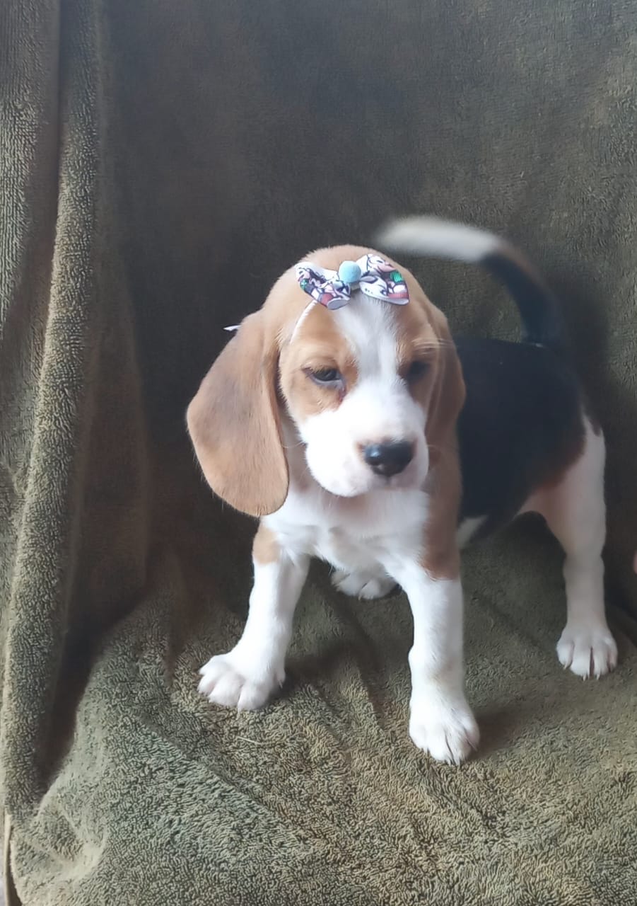 Portal Vendocão Filhotes beagles tricolores  machos e femeas Cotia