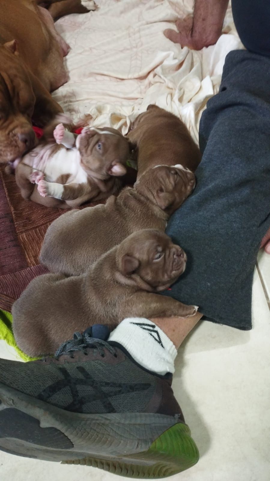 Portal Vendocão AMERICAN BULLY - COM PEDIGREE Umuarama 