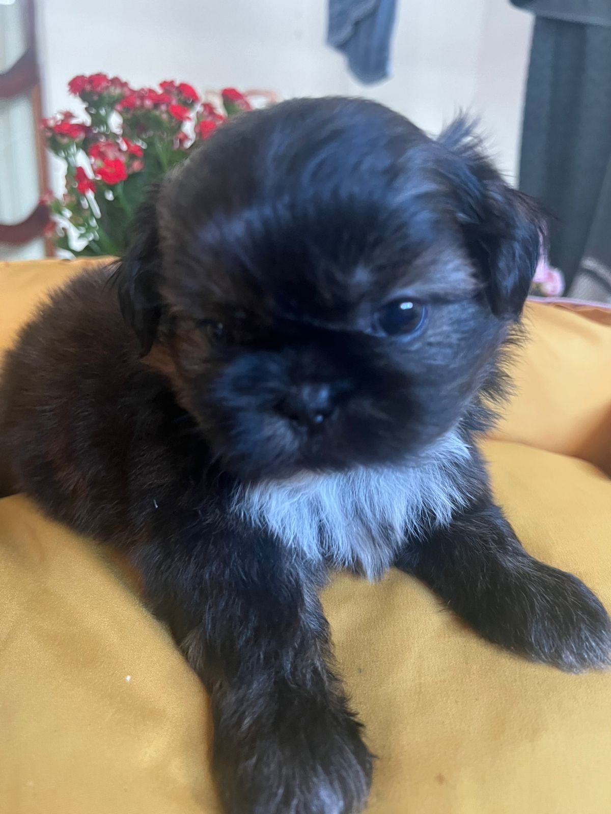 Portal Vendocão Shih tzu  Feira de Santana