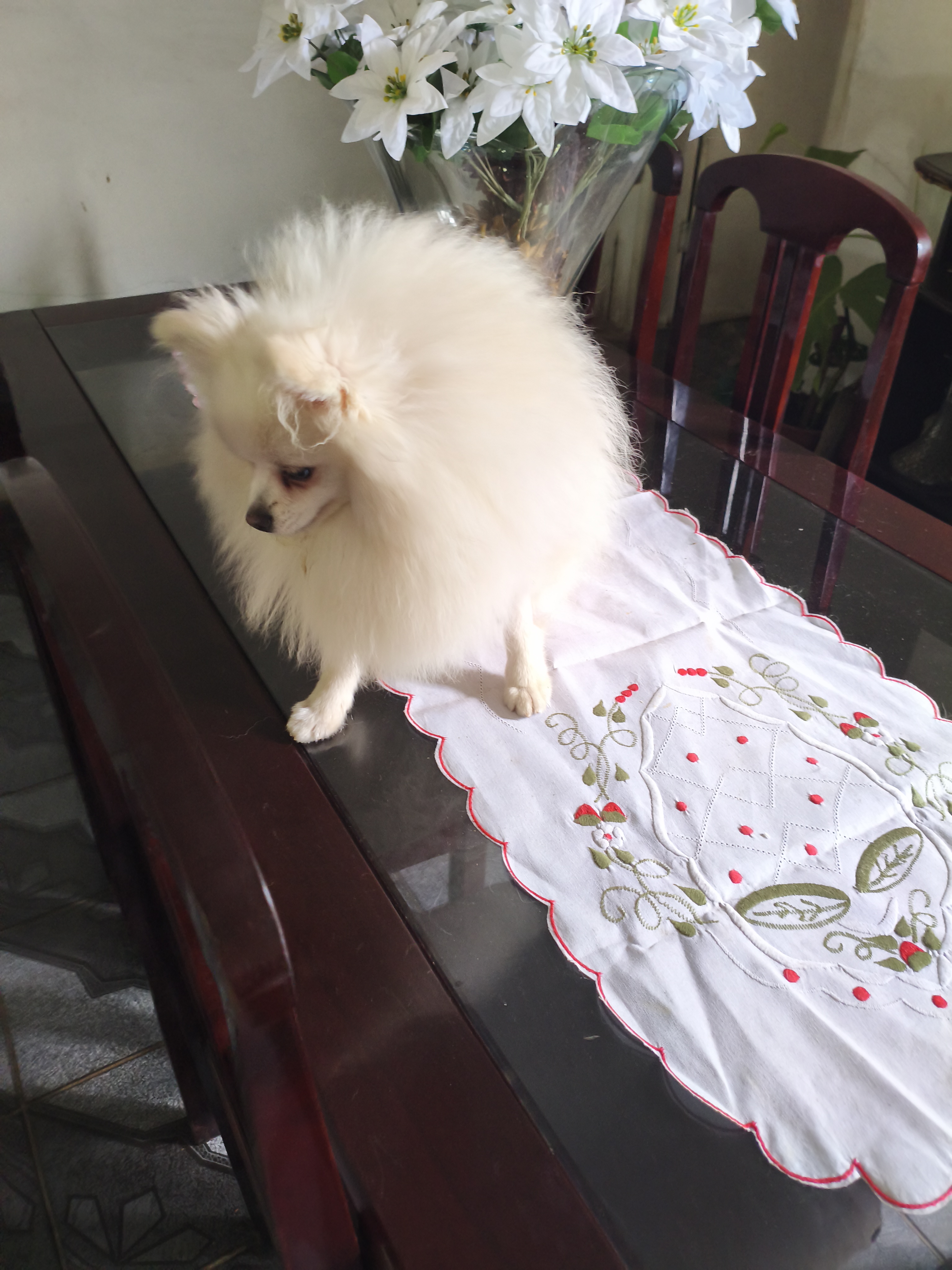 Portal Vendocão Spitz Alemão Macho 11 meses Contagem