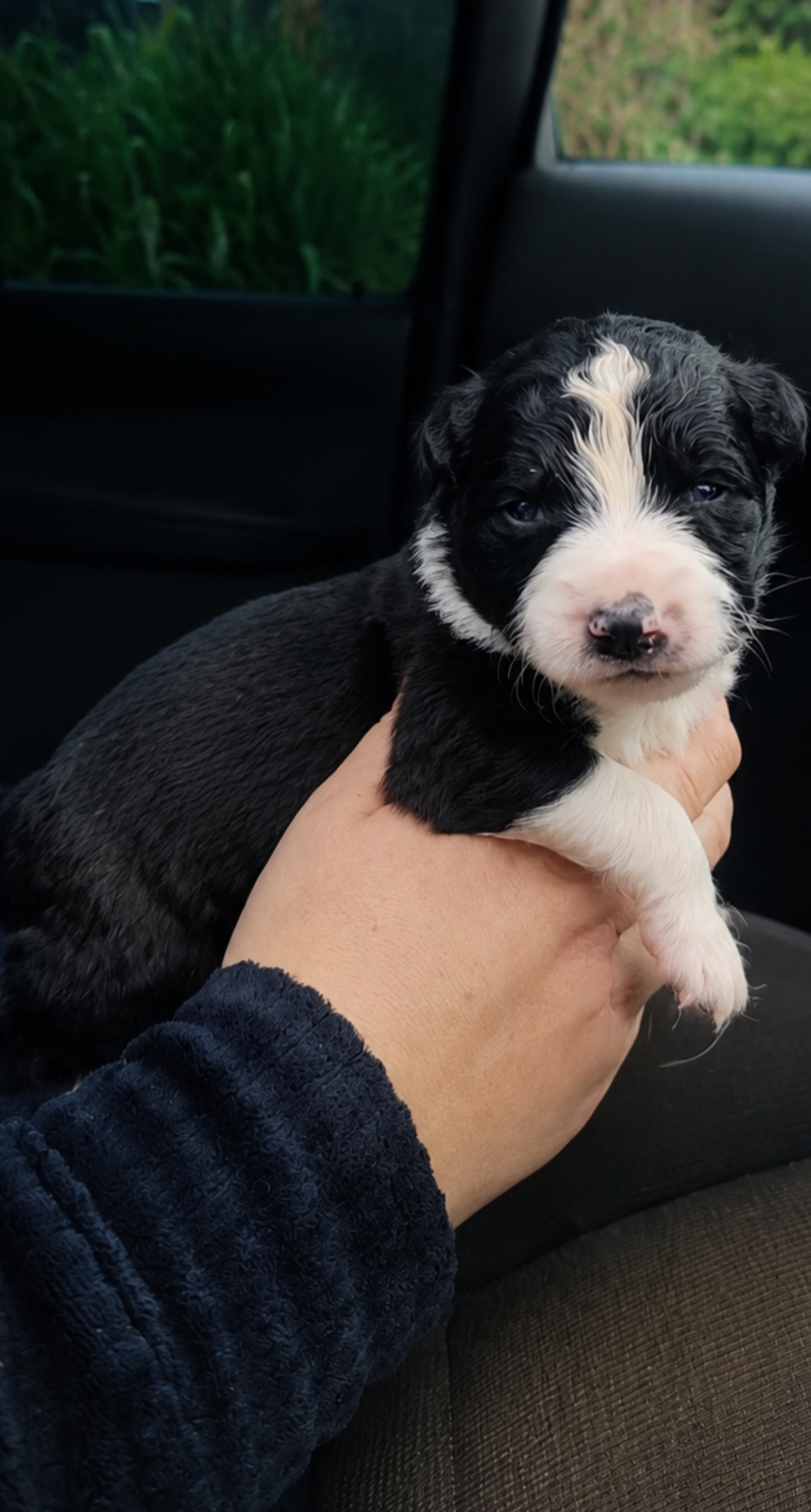 Filhotes de Border Collie 