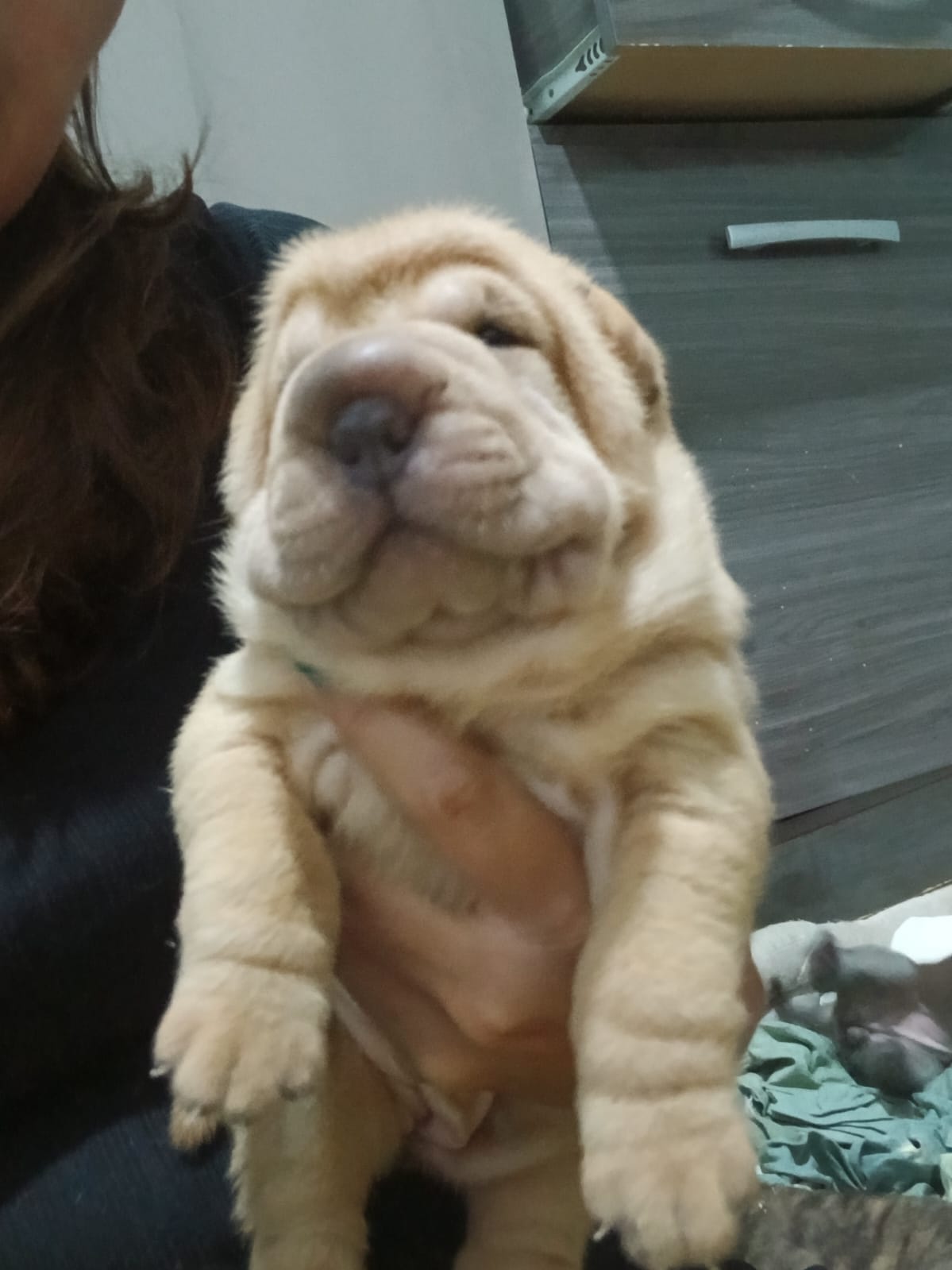 Portal Vendocão Filhotes de sharpei  João Pessoa