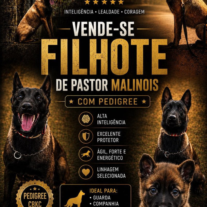 Filhote malinois