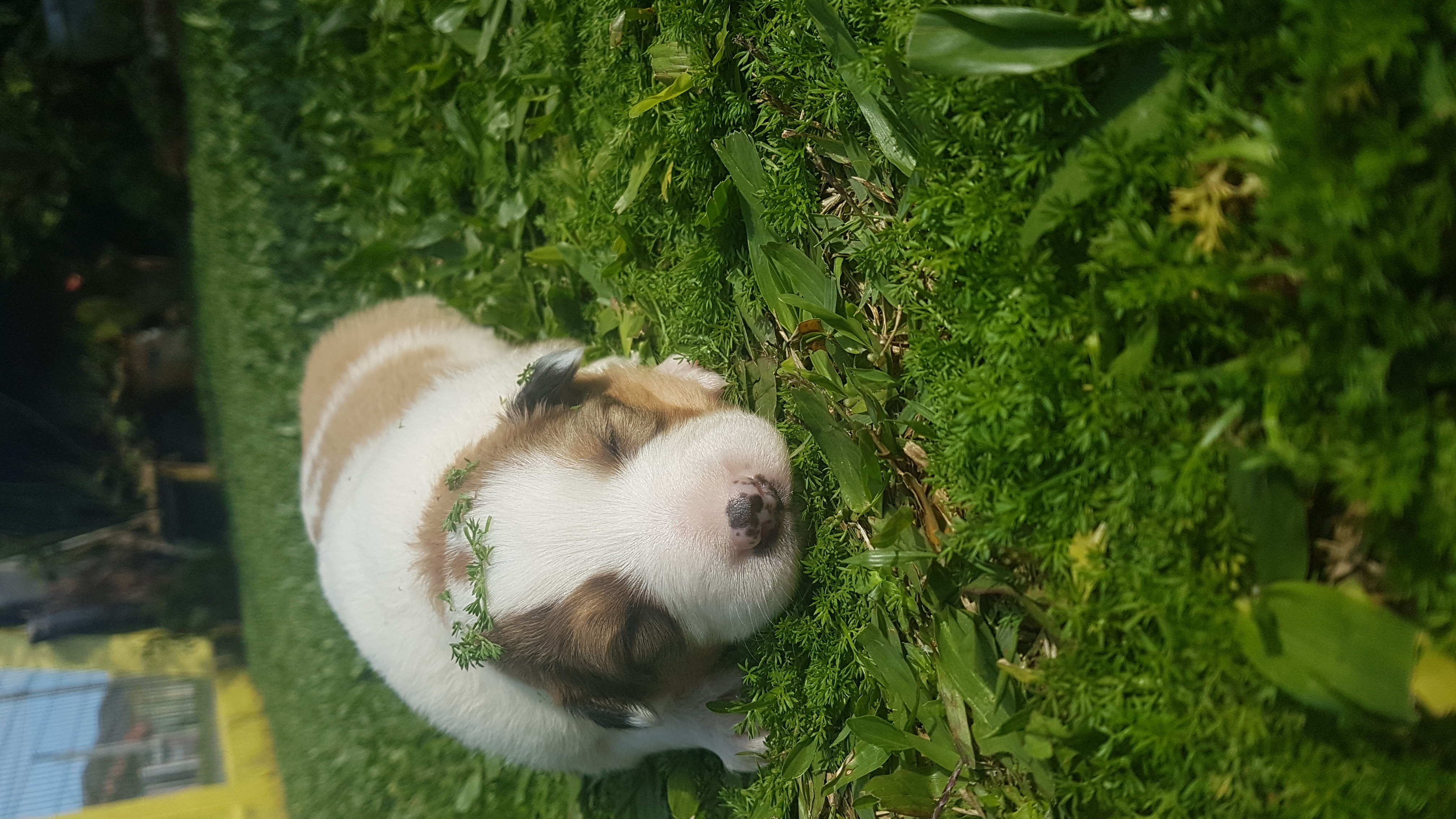 Portal Vendocão Lindos filhotes de Collie  Tramandaí 