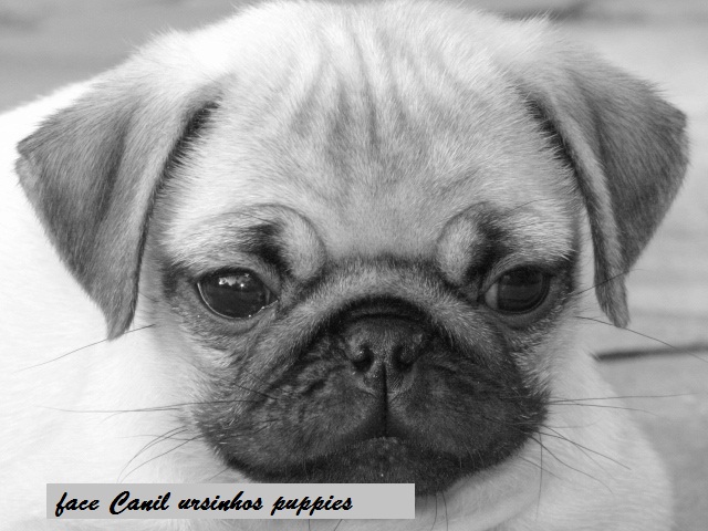 Portal Vendocão pug filhotes da realeza bebes pronta entrega #canilursinhospuppies  guaruja 