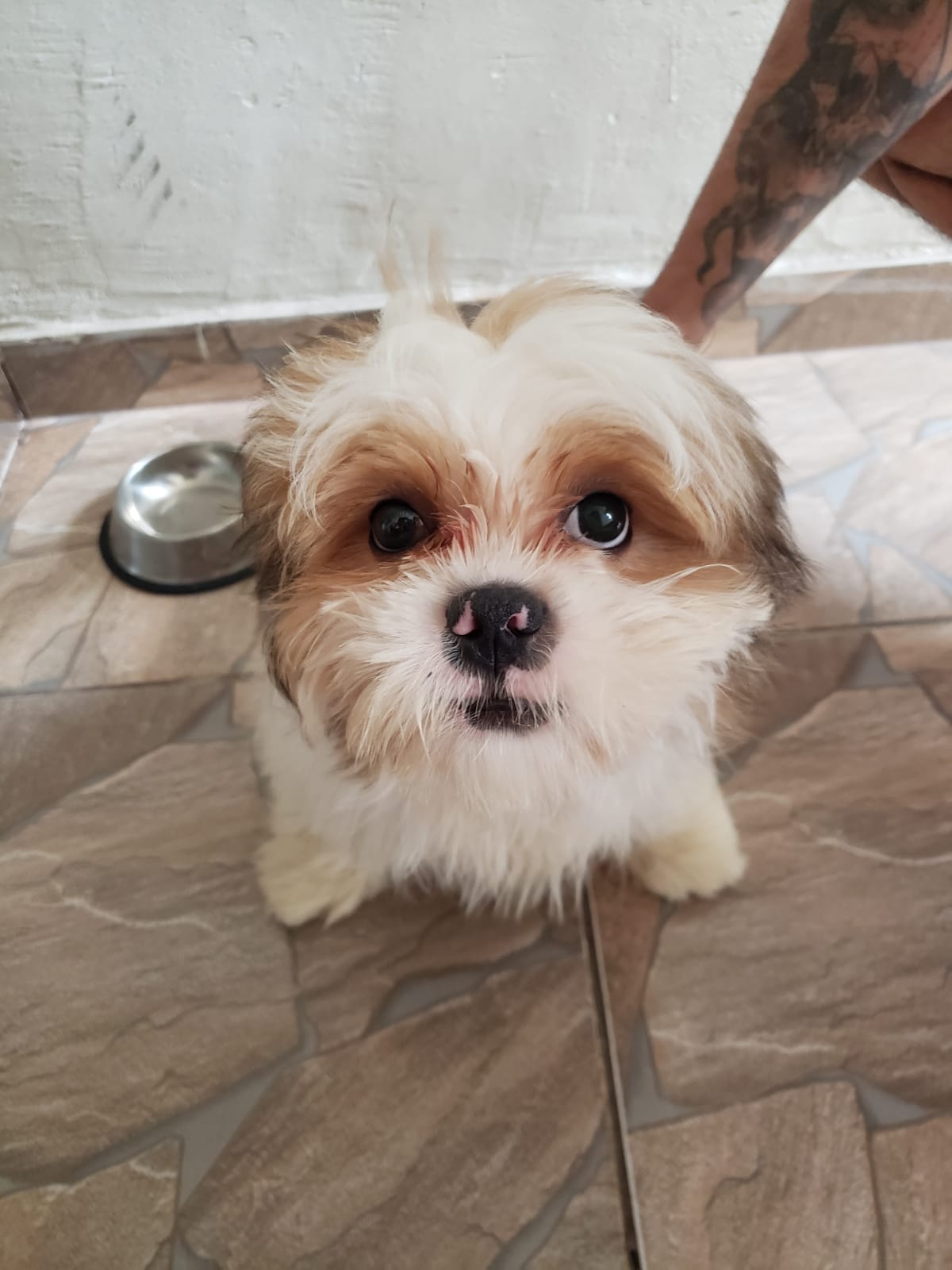 ShihTzu macho 3 meses  - Foto 1