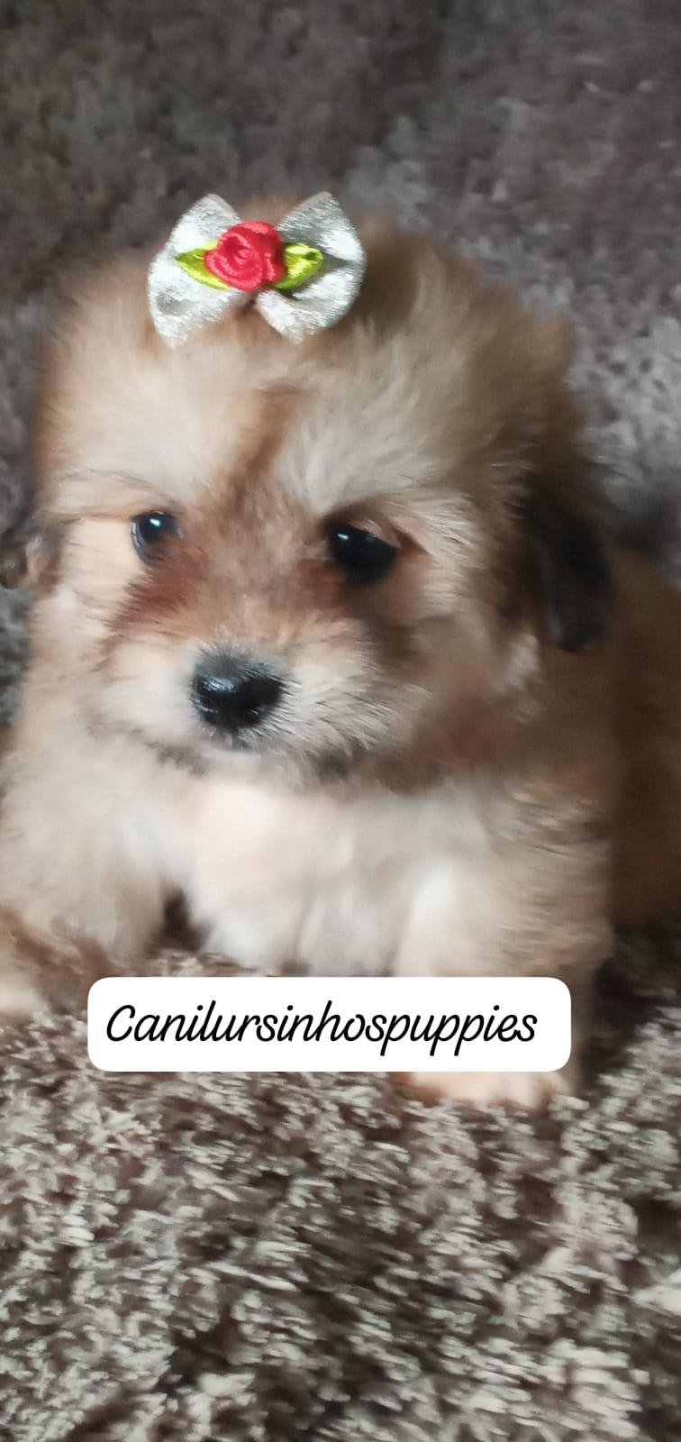 lhasa apso bebes pronta entrega #canilursinhospuppies  - Foto 4