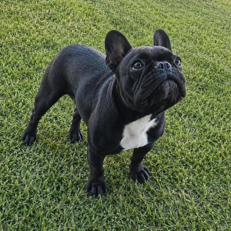 Lindos filhotes de Buldogue Francês - Foto 5