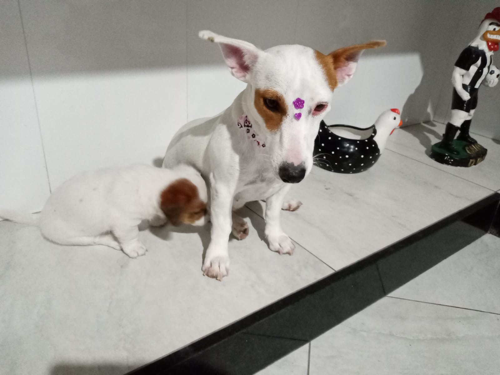 Portal Vendocão Filhotes de Jack Russell Terrier  Belo Horizonte
