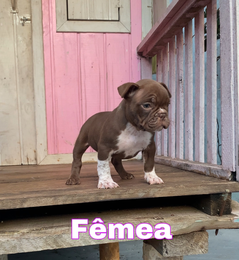 Portal Vendocão American bully  SANTA TEREZA DO OESTE