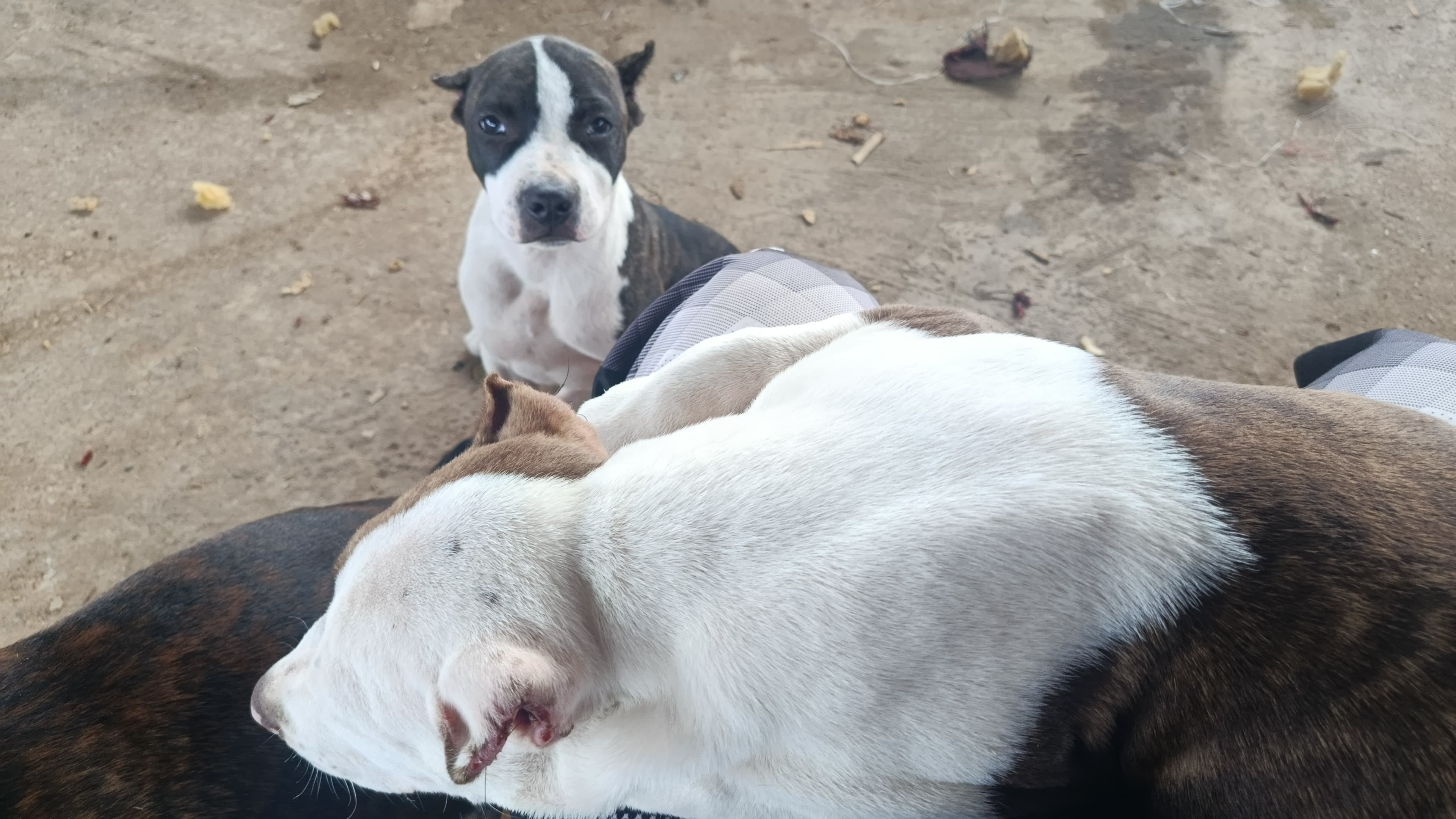 Vendo filhotes de Pit Bull  - Foto 4