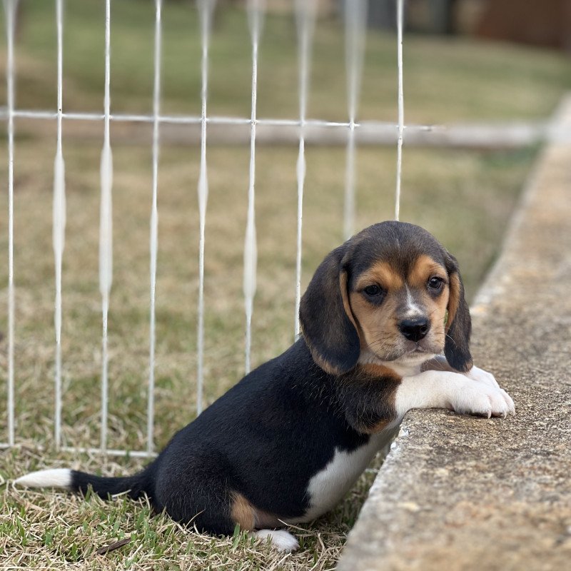 LINDOS BEAGLES