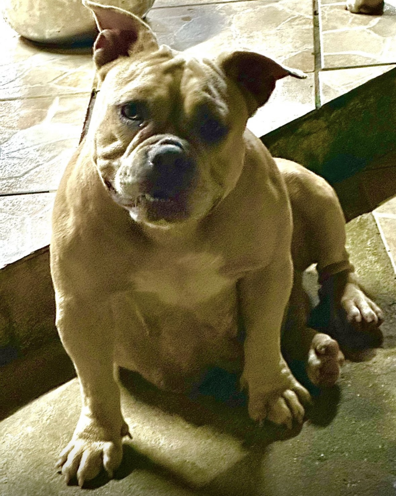 Portal Vendocão American Bully Top Belém 