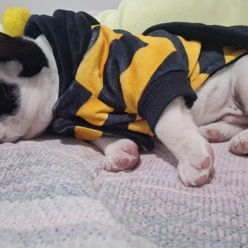 Buldogue francês