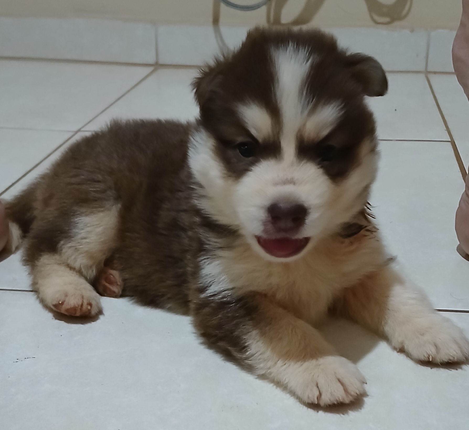 Portal Vendocão Husky Siberiano Fêmea Filhote Uberlândia 