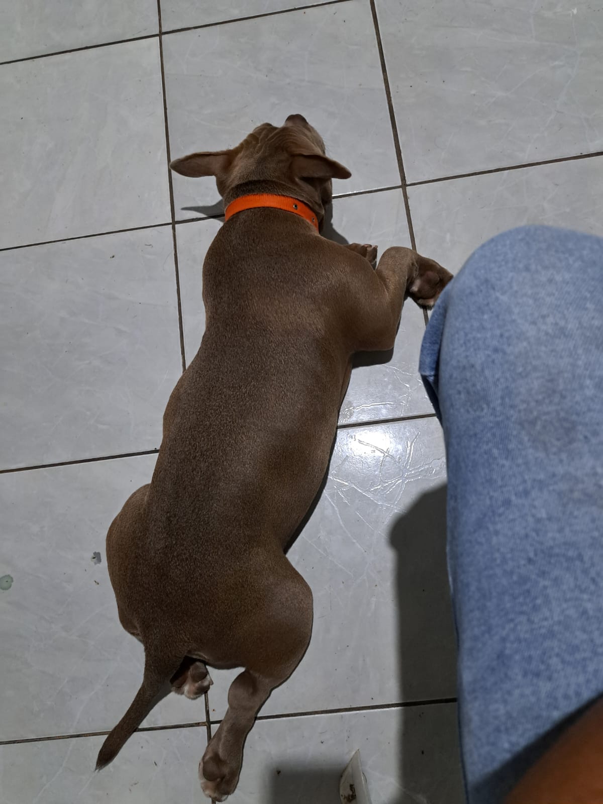 Portal Vendocão Vendo American Bully fêmea  Feira de Santana