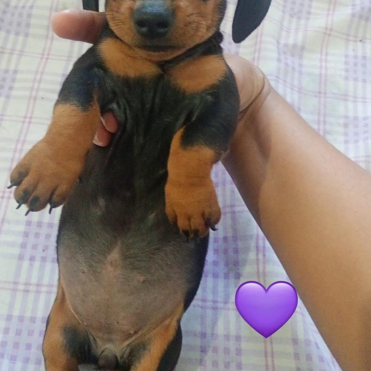 Filhotes de Dachshund (Salsicha) à Venda!