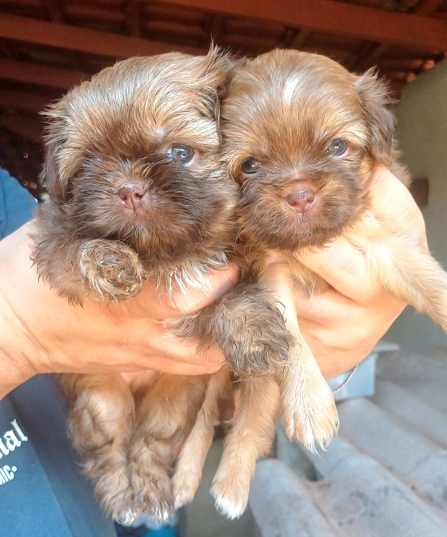 Portal Vendocão Shih tzu perfeitos olhos verdes/azulados Goiânia