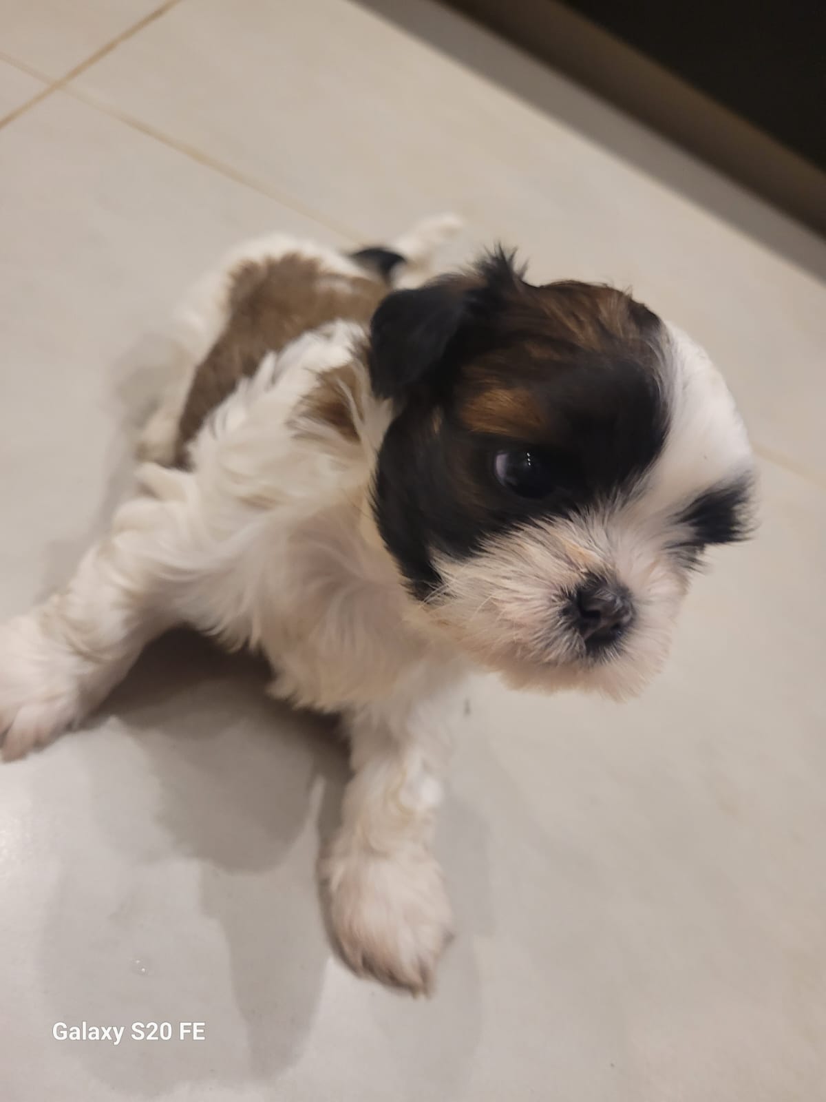 SHIH-TZU MACHO FILHOTE - Foto 2