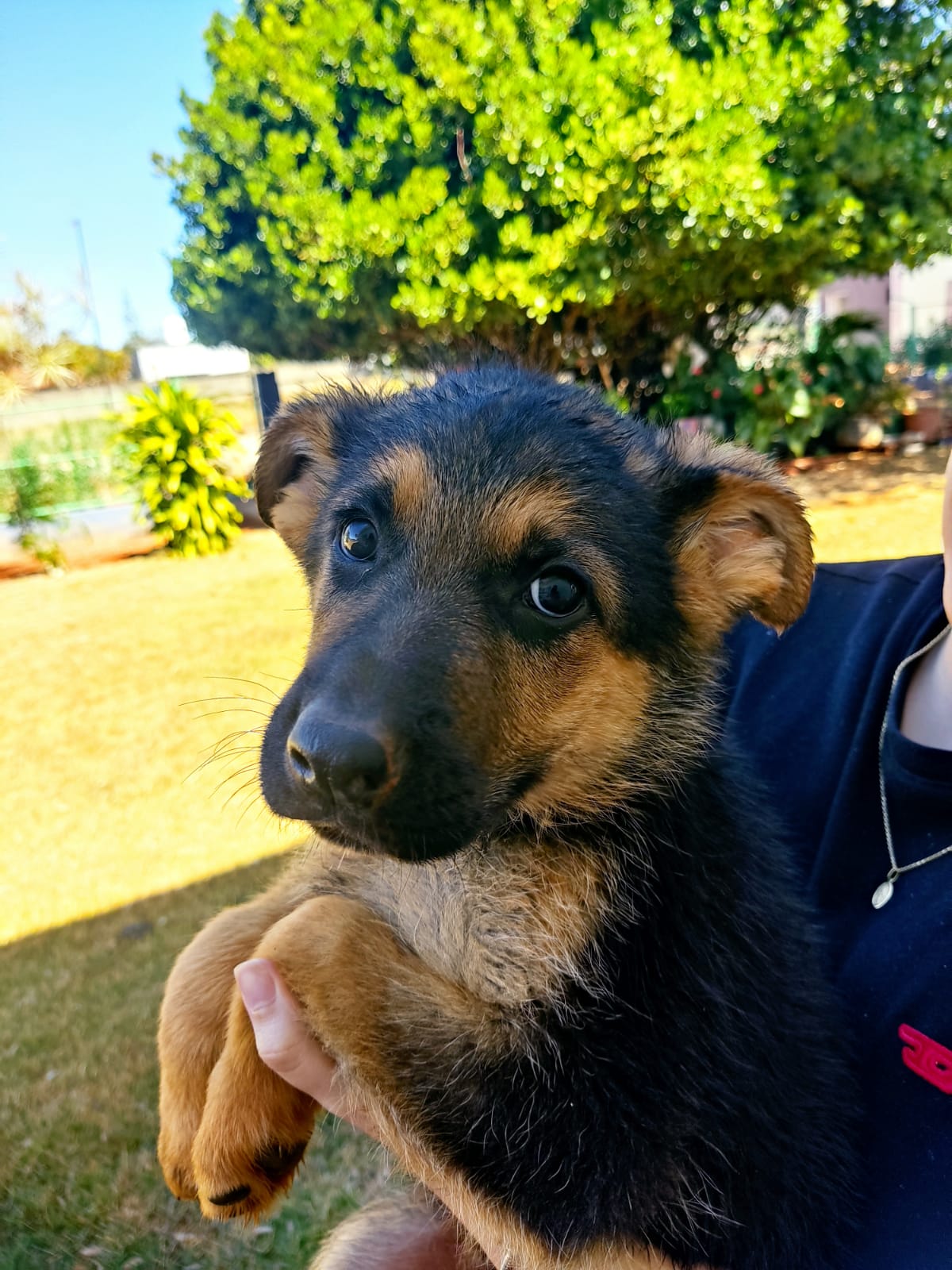 Portal Vendocão Pastor alemão capa preta puro  Brasília