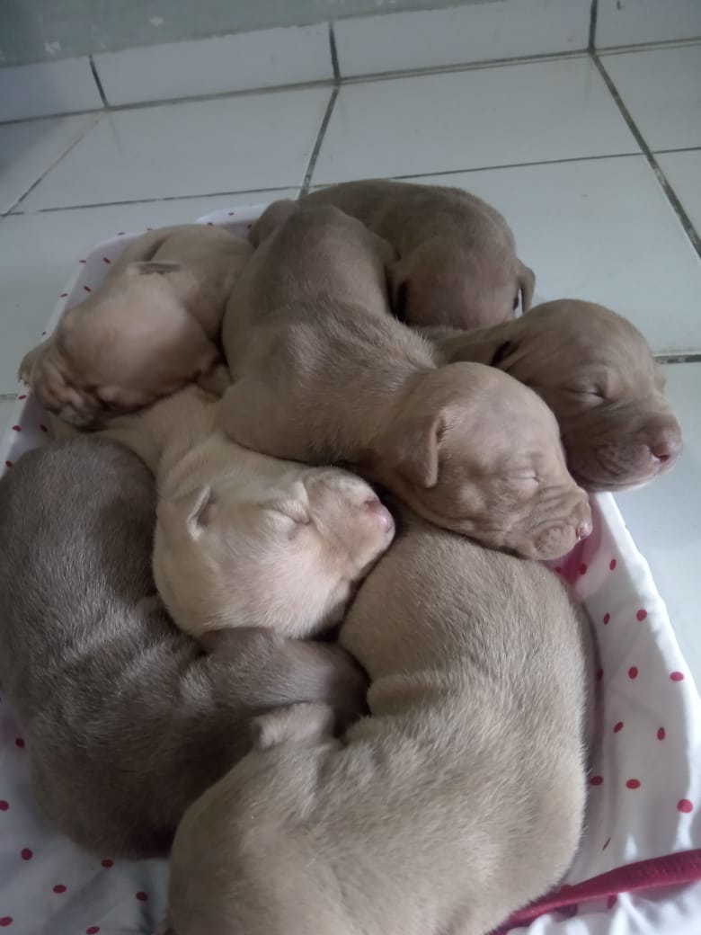 Portal Vendocão Pitbull  Arapiraca 