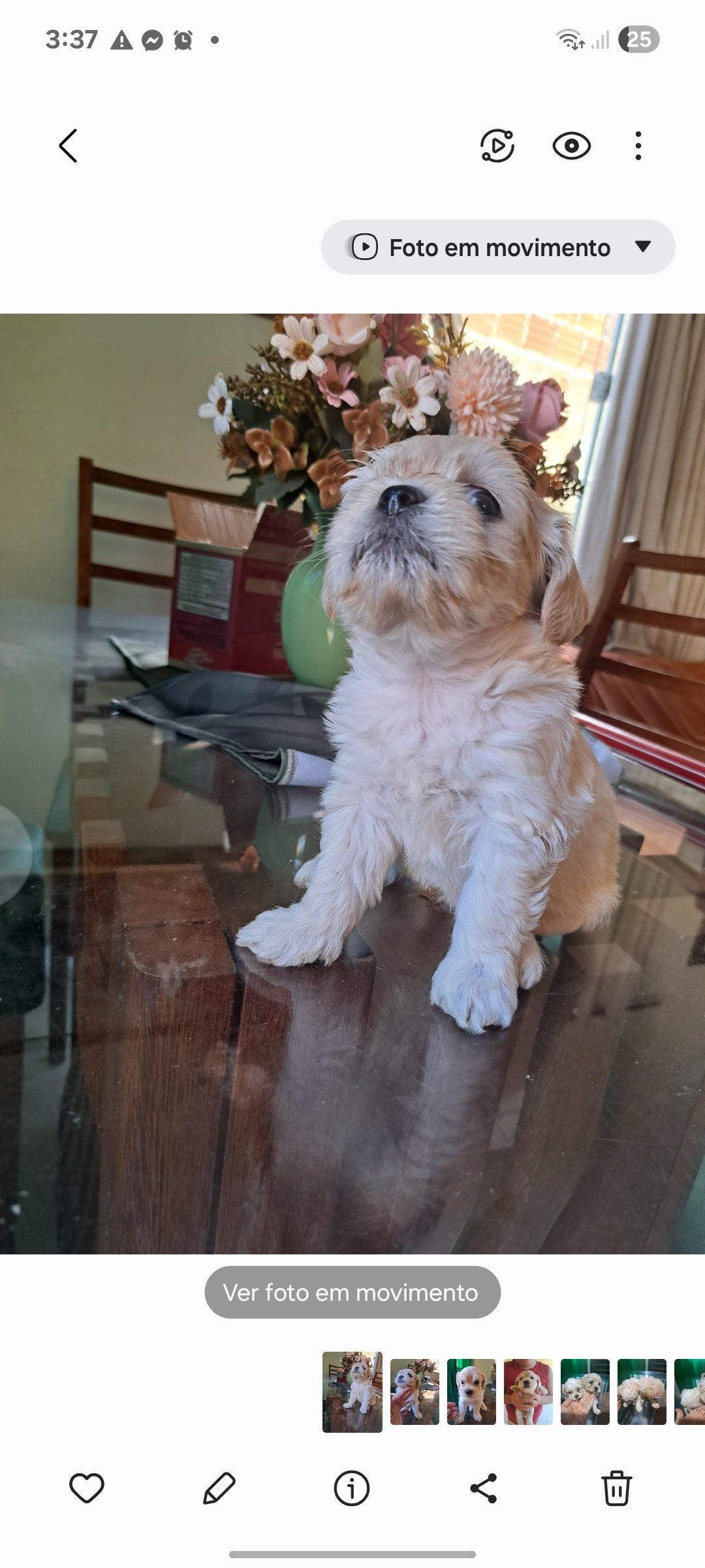 Lindos filhotes de lhasa apso vermifugados