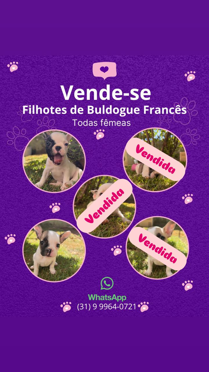 Filhotes de Bulldog Frances - Foto 1
