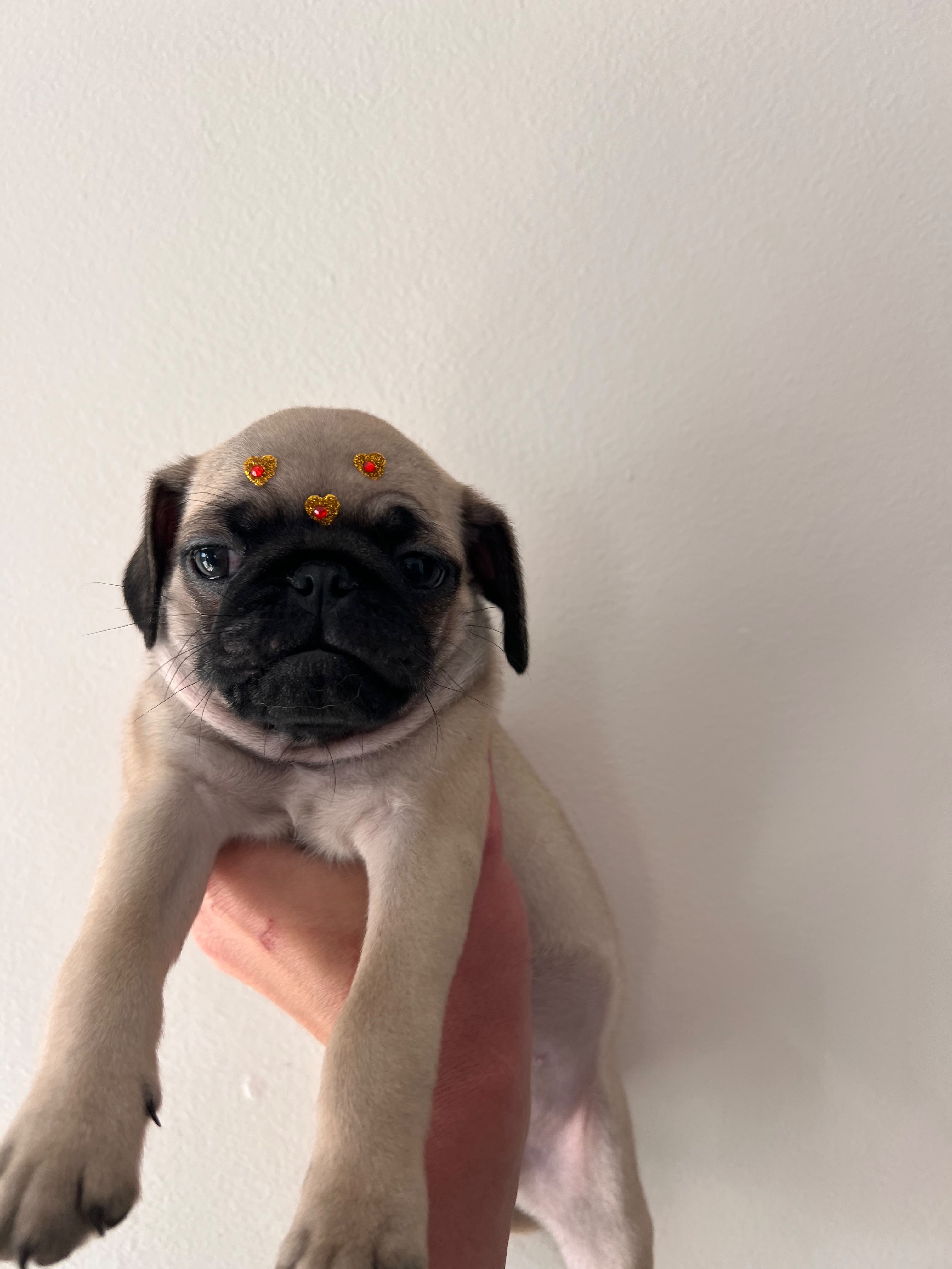 Filhotes de pug - Foto 4