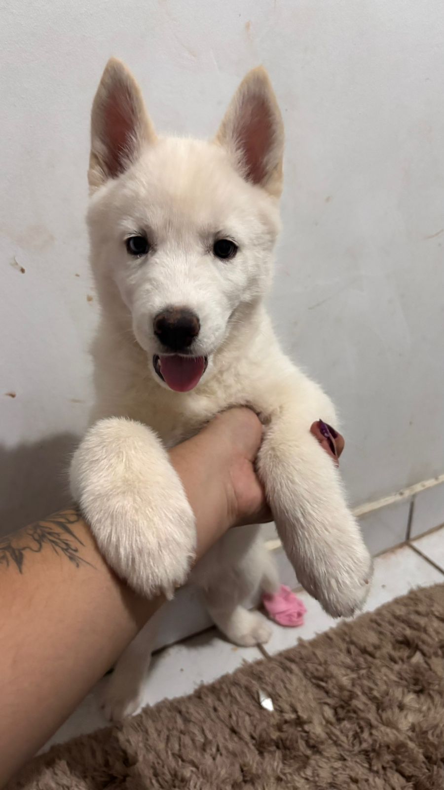 Portal Vendocão Filhote de husky siberiano Presidente Prudente 