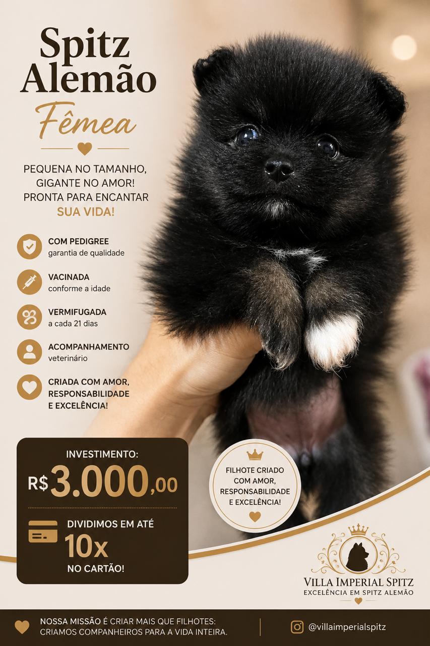 Filhotes de Spitz alemão  - Foto 4