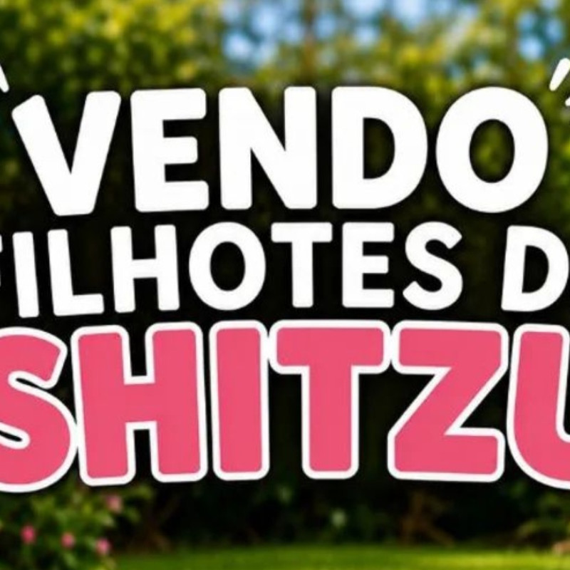 Shitzu mini macho CHOCOLATE 51 985450702 WHATSAPP - Foto 1