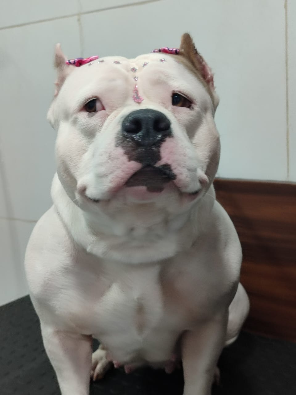 filhotes de American Bully CAMAÇARI 