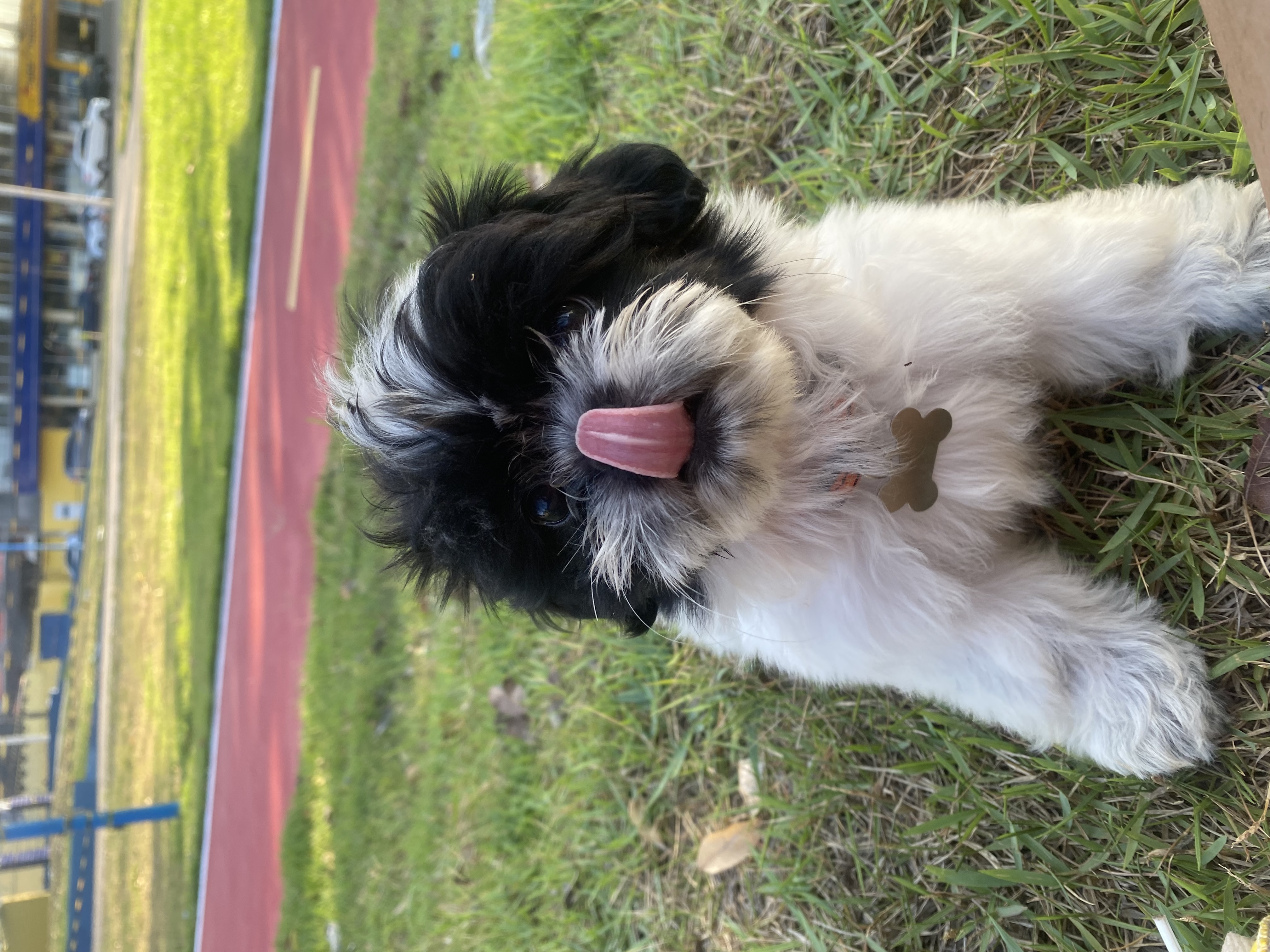 Portal Vendocão Shih tzu Santarém 