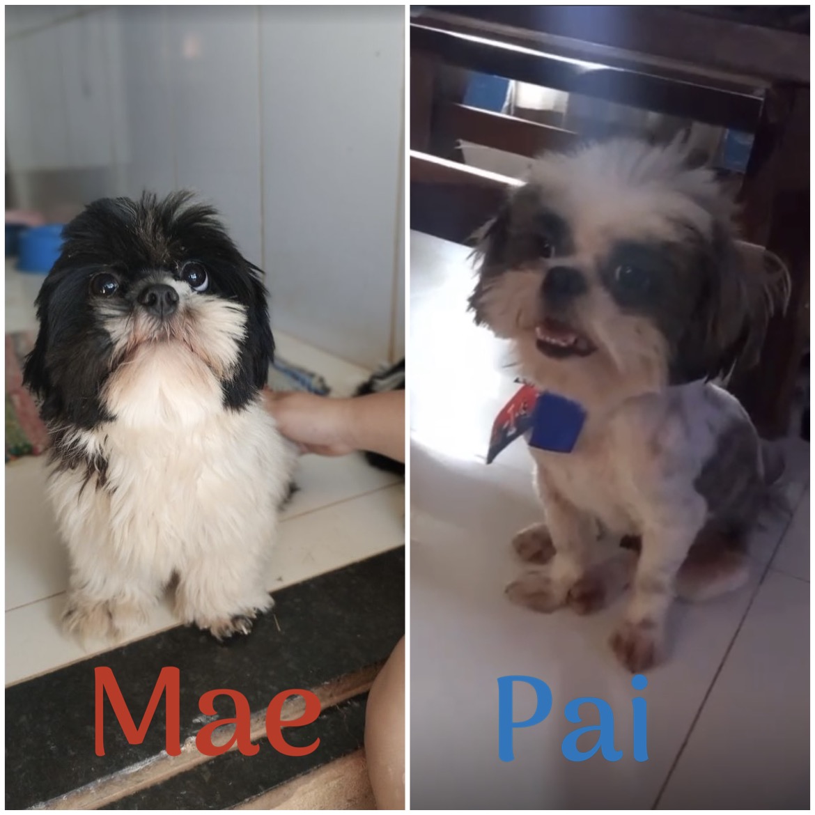 Portal Vendocão Vendo Shih Tzu  Cuiabá 
