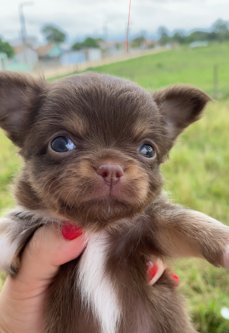Portal Vendocão Lindos filhotes chihuahuas  Jaguaruna 