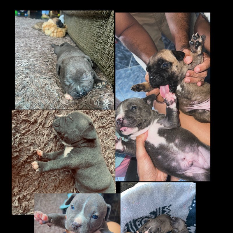 Lindos filhotes de American bully puro para venda