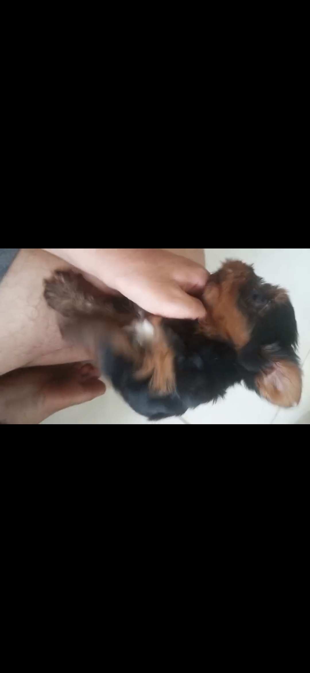 Portal Vendocão Filhotes yorkshire  Feira de Santana