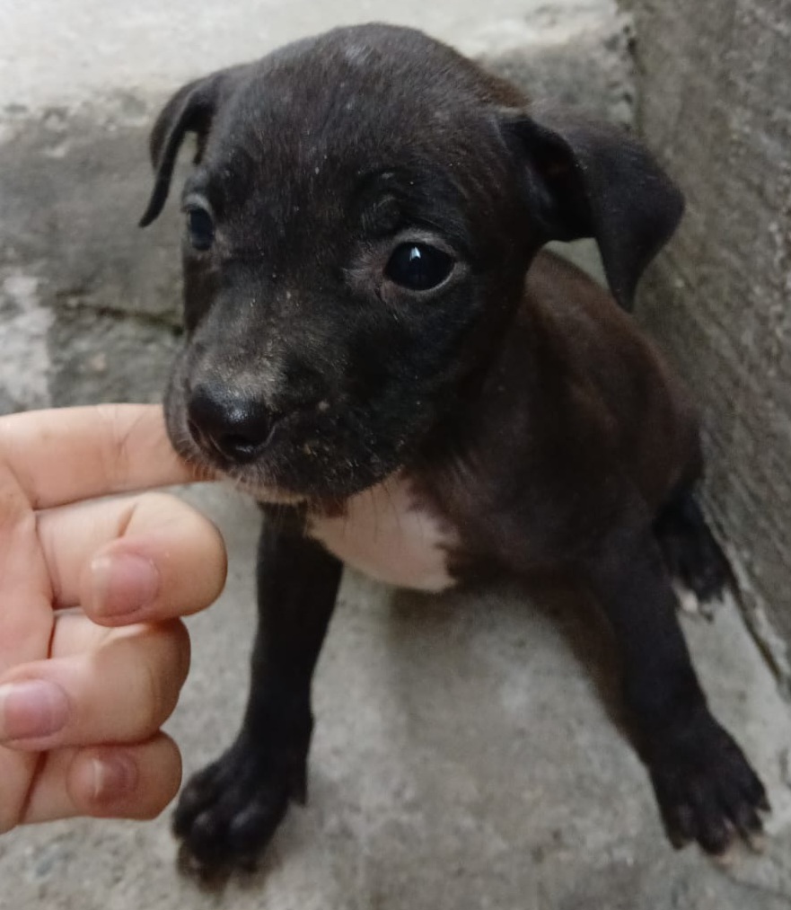 Filhotes de Pitbull  - Foto 4
