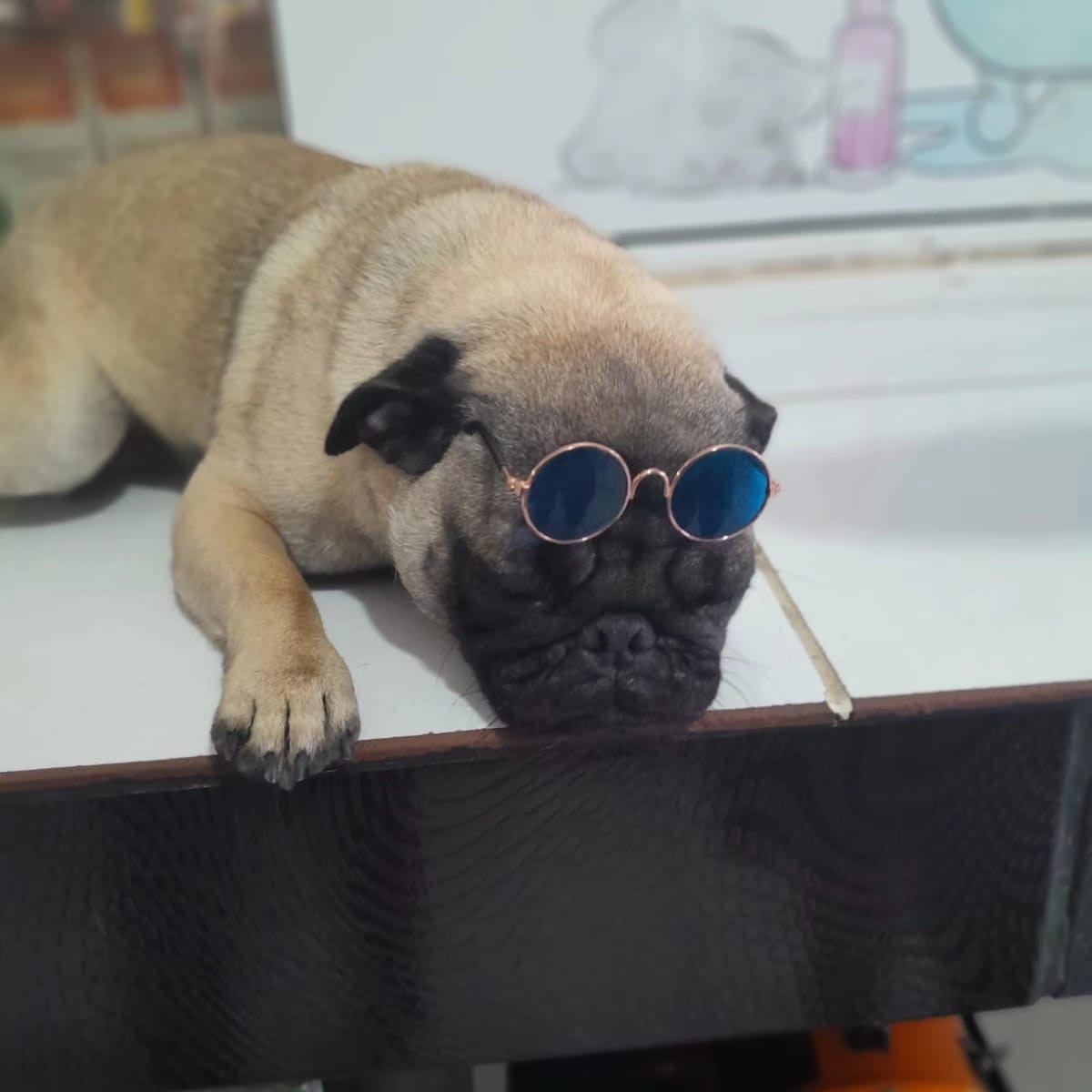 Portal Vendocão Vendo lindo filhote fêmea mini Pug  Florianópolis