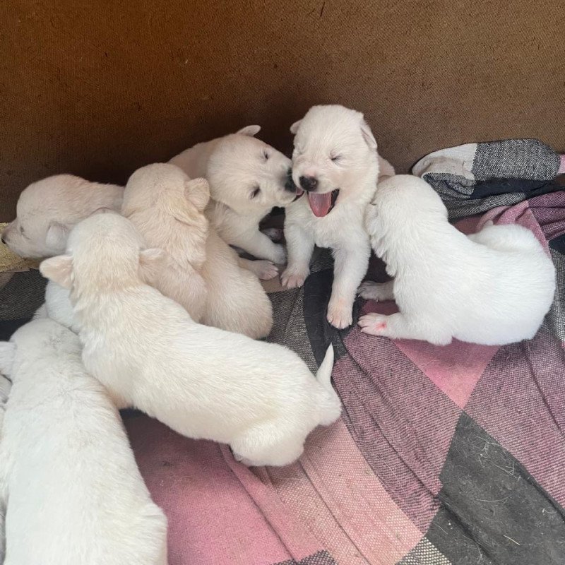 🐾 Filhotes de Pastor Branco Suíço disponíveis! 🤍  Lindos filhotes de Pastor Branco Suíço, criados com muito carinho, cuidado e atenção desde os primeiros dias de vida. 🐶✨  Os filhotes serão entregues saudáveis, vermifugados e com a primeira vacina, garantindo que já recebam os cuidados iniciais nece