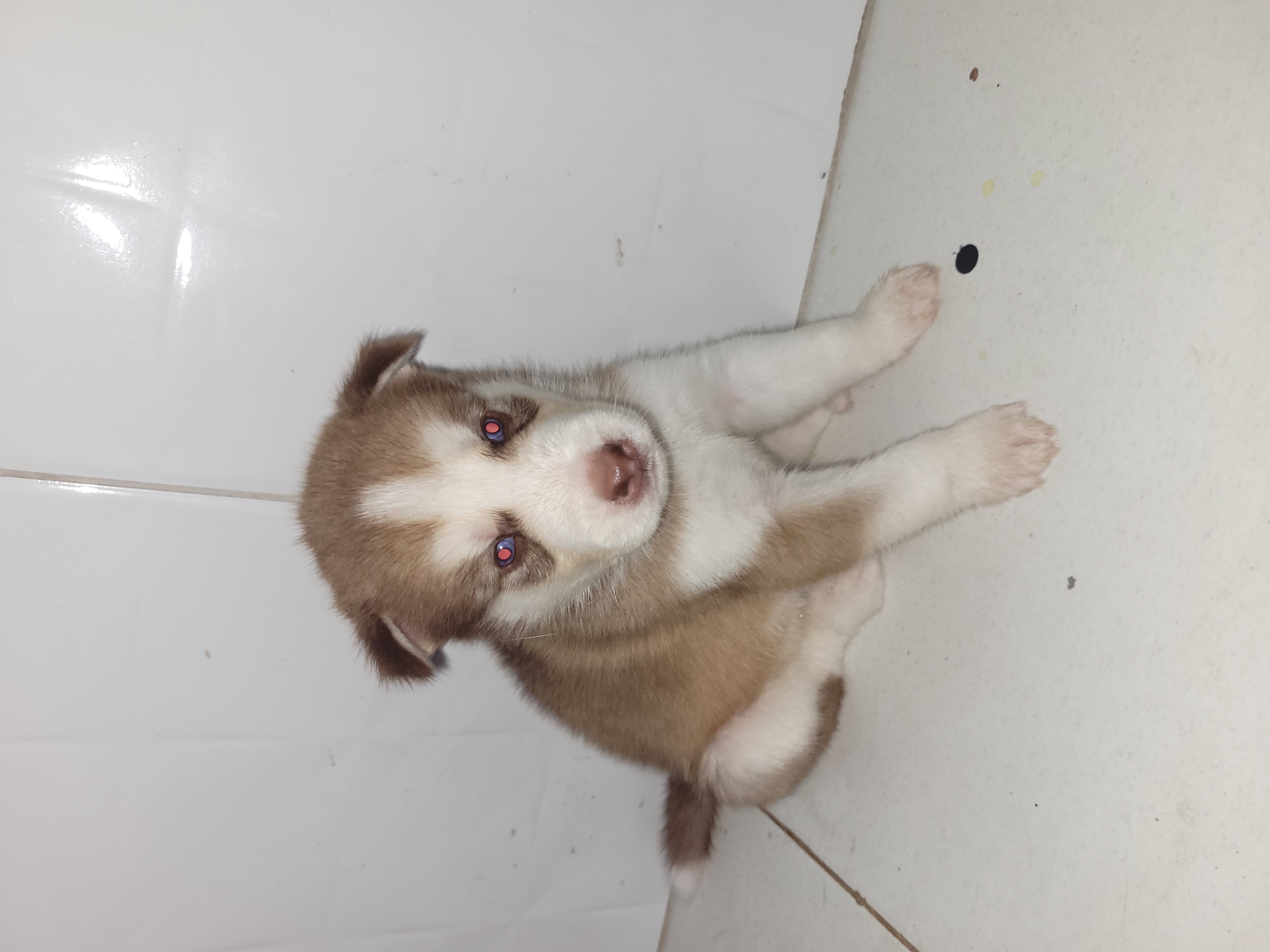 Portal Vendocão Filhotes husky siberiano São Cristóvão