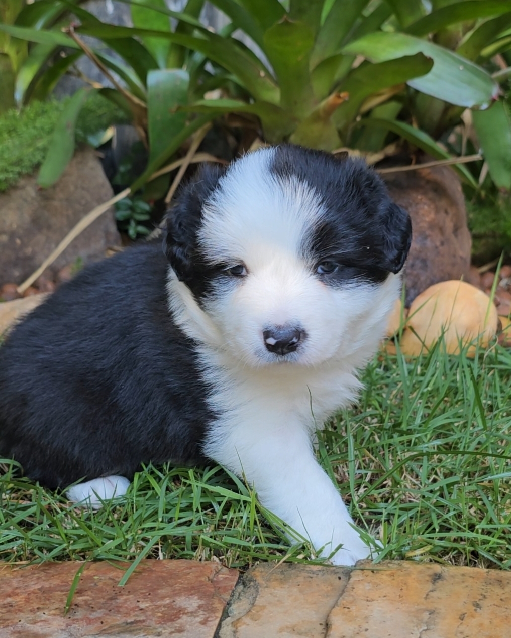 Portal Vendocão Filhotes de Border Collie com pedigree  ESMERALDAS