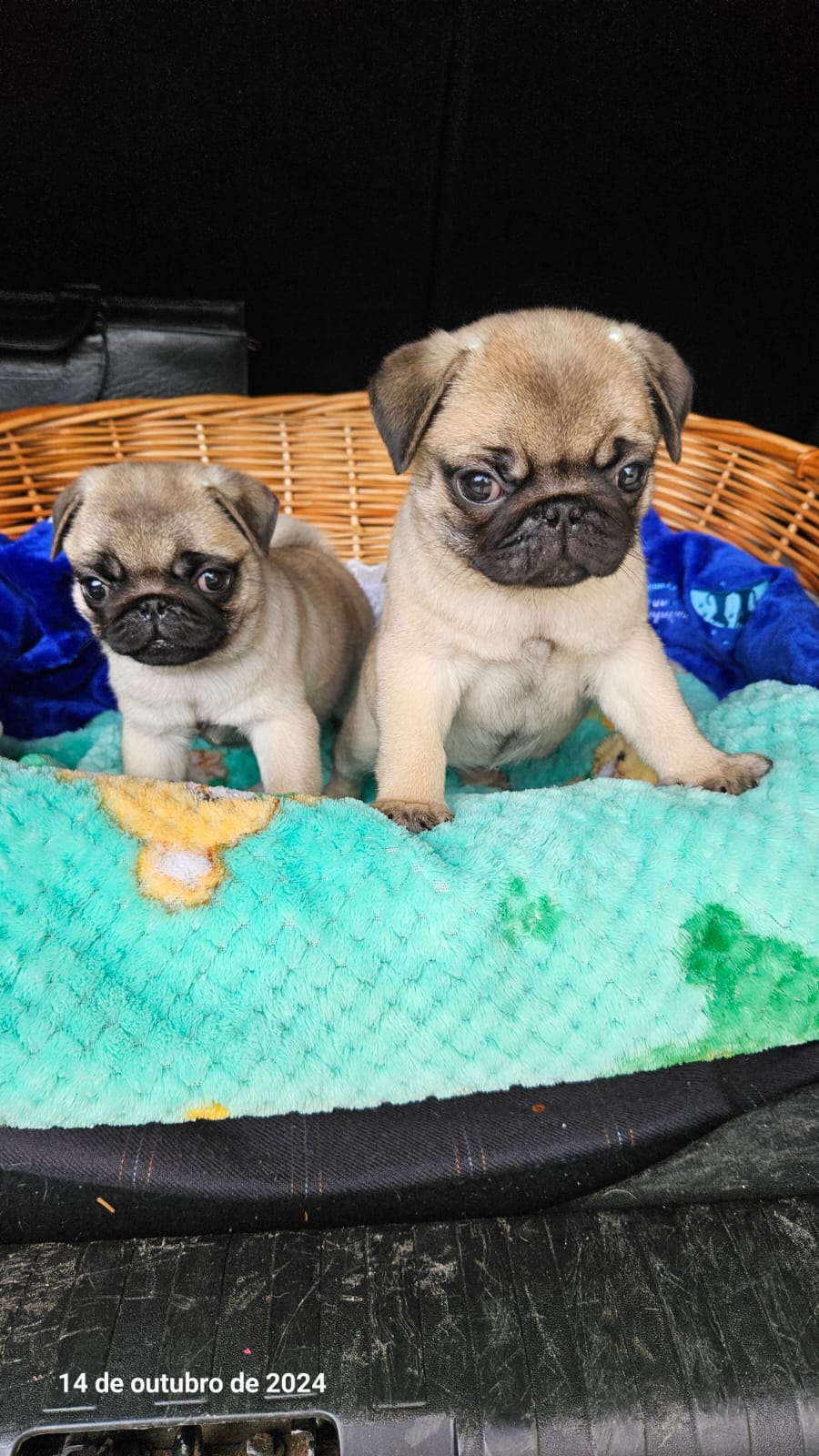 Portal Vendocão Pug Filhote  Foz do Iguaçu