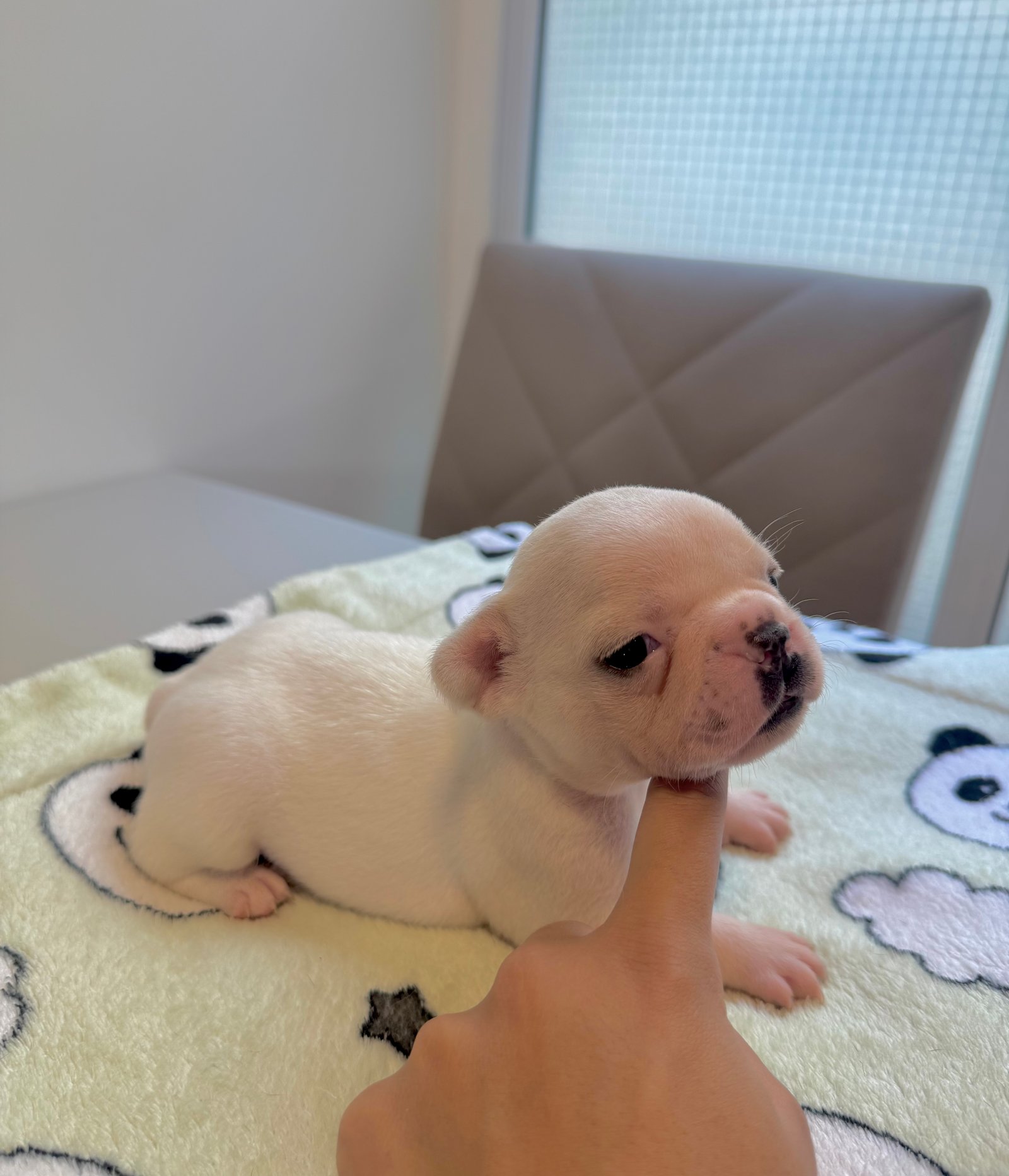 Bulldog Francês