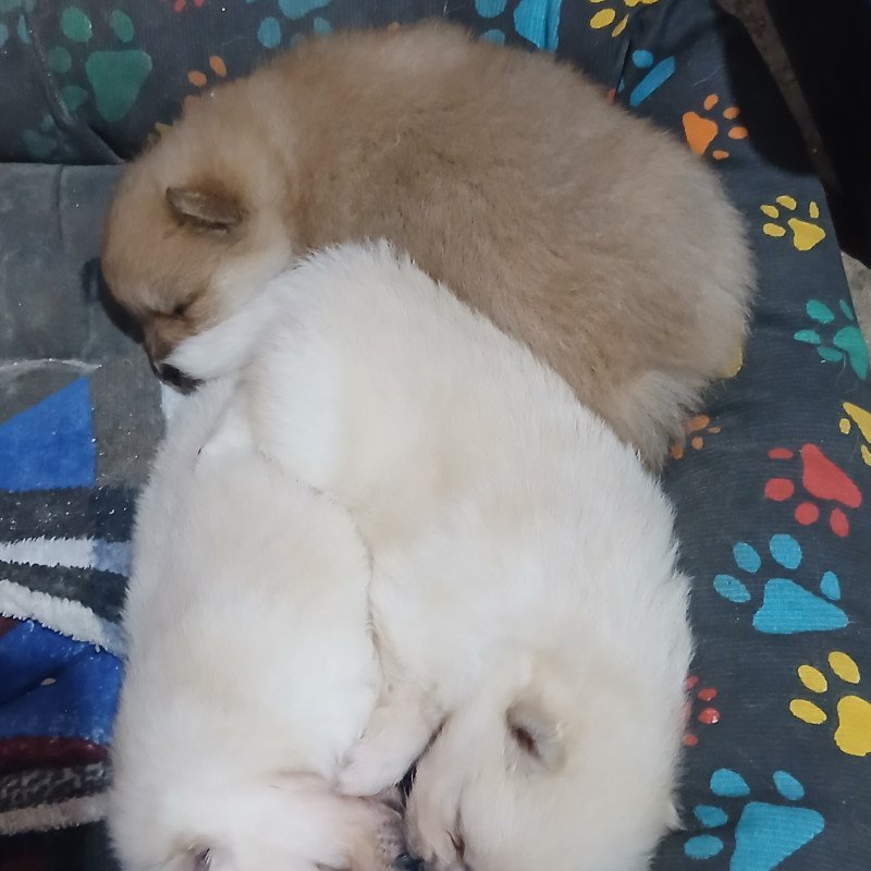 Filhote spitz alemão mais conhecido como (lulu da pomerania)