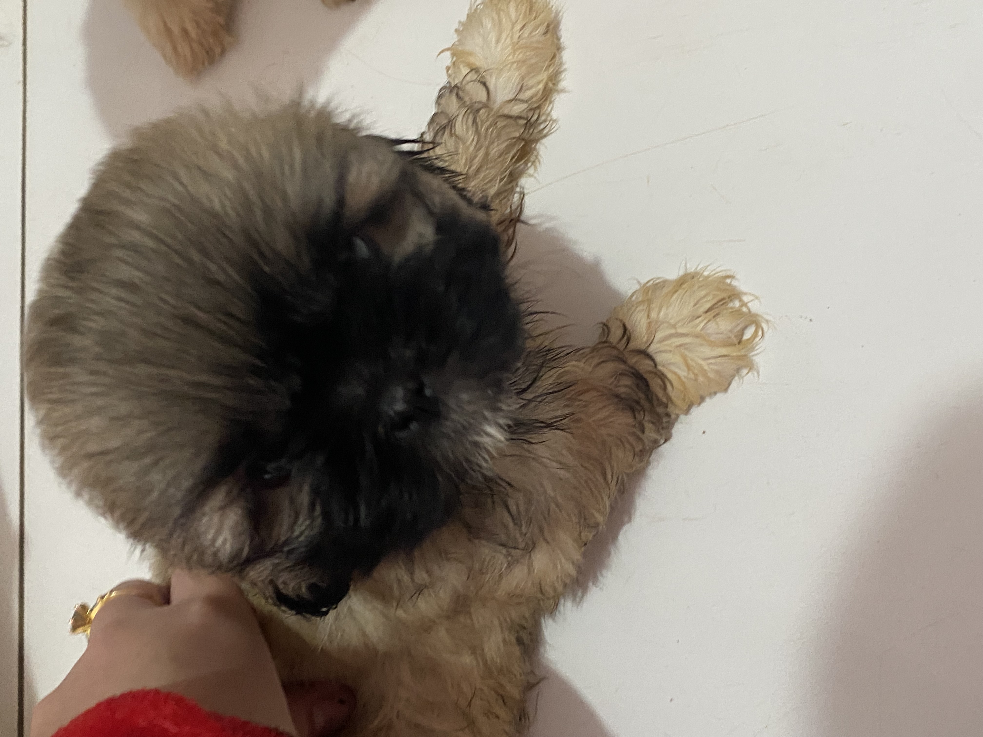 Portal Vendocão Vendo shitzu 3 fêmea e um macho  Cuiabá 