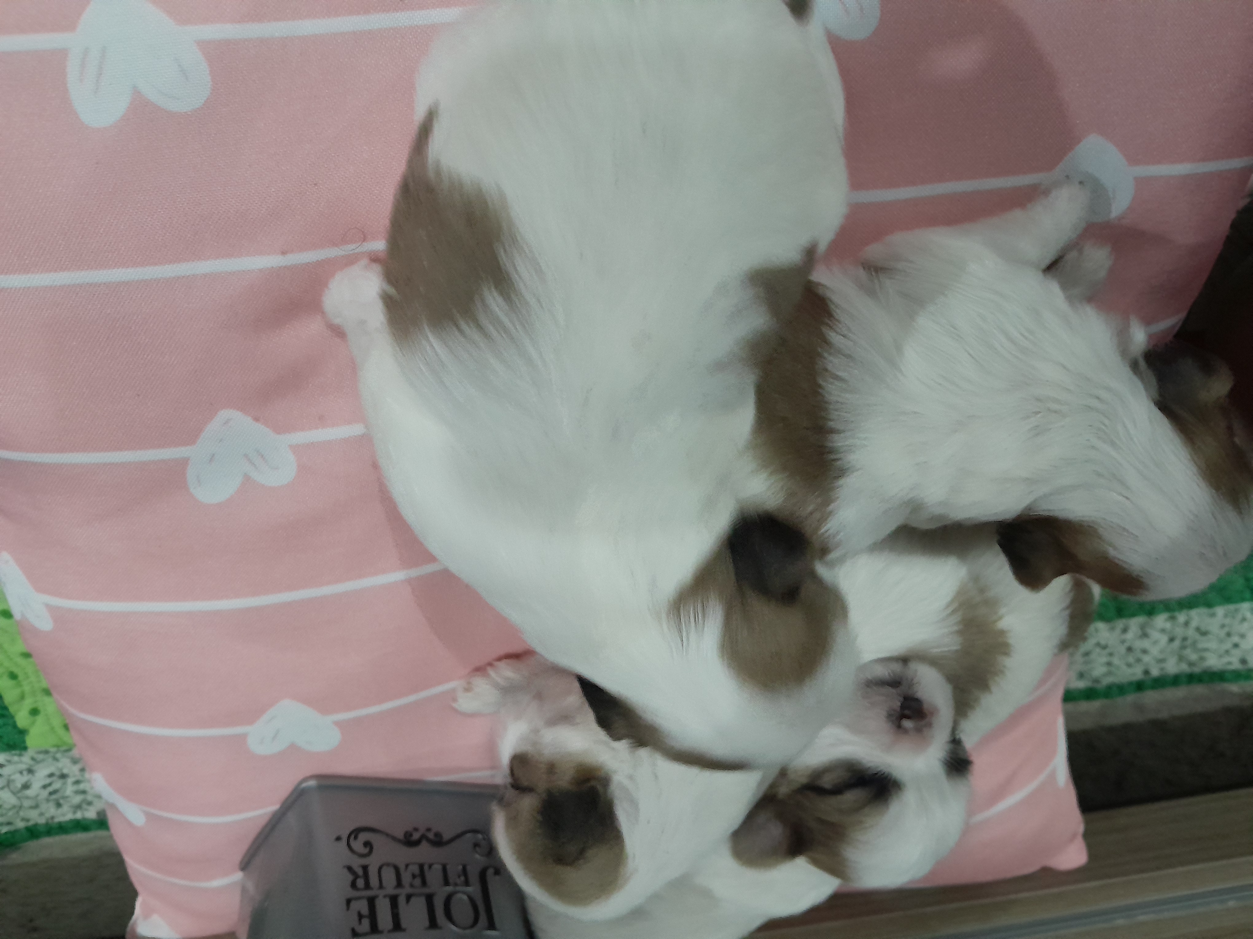 Fêmea de shih tzu - Foto 1
