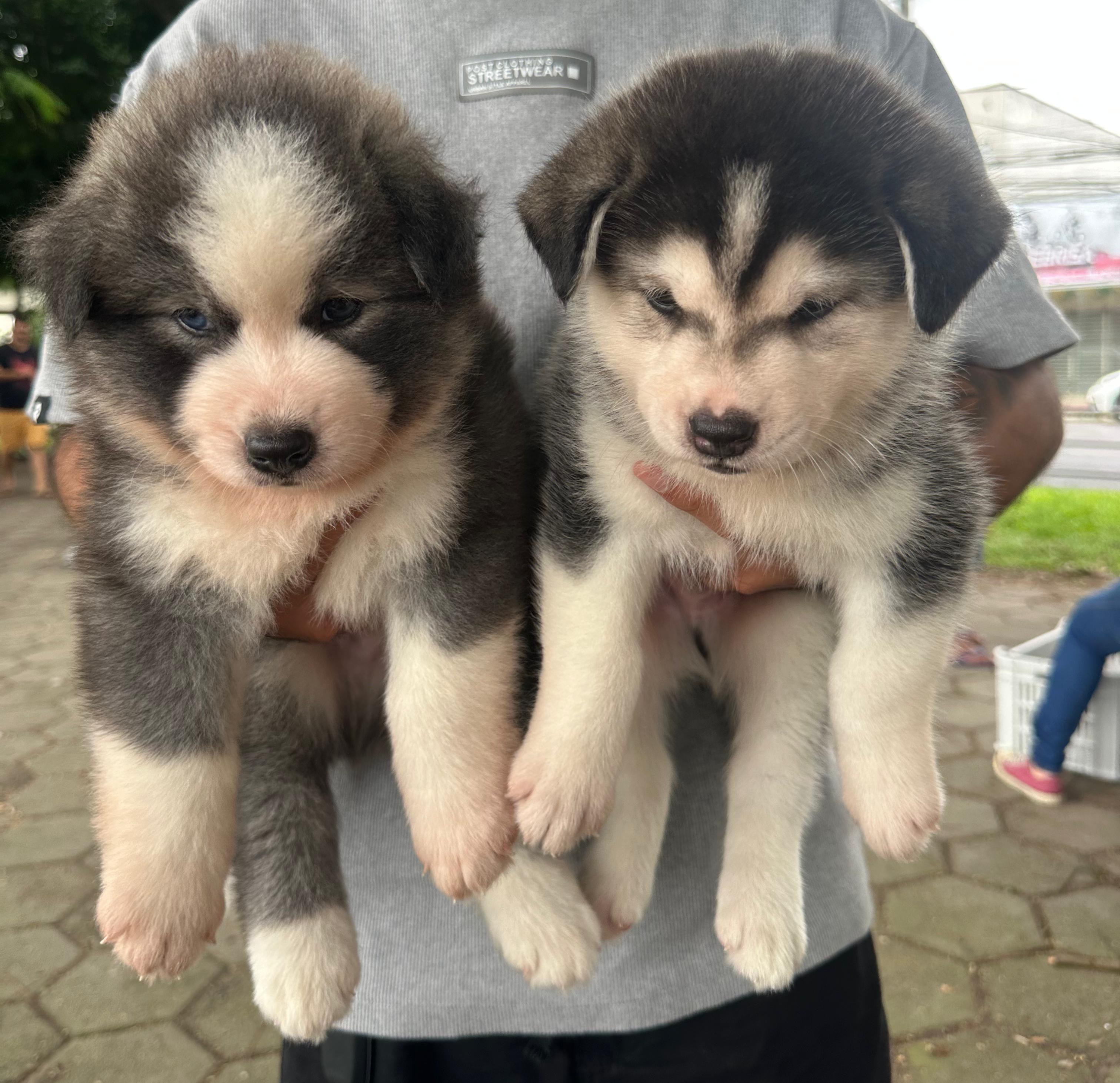 Vendo filhotes de Husky Siberiano 39 dias de nascidos 