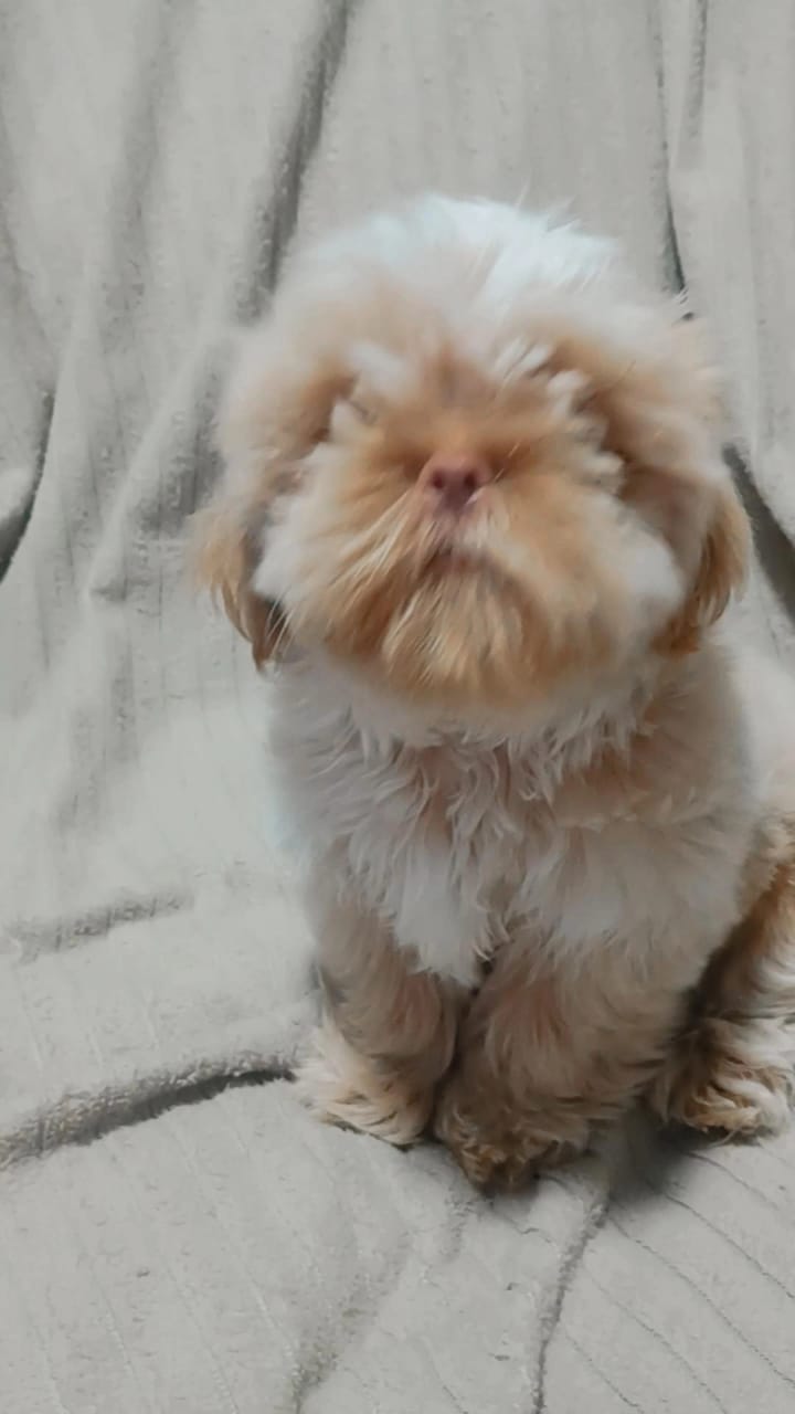 Portal Vendocão Vendo cachorro da raça Shitzu puro  Rio de Janeiro